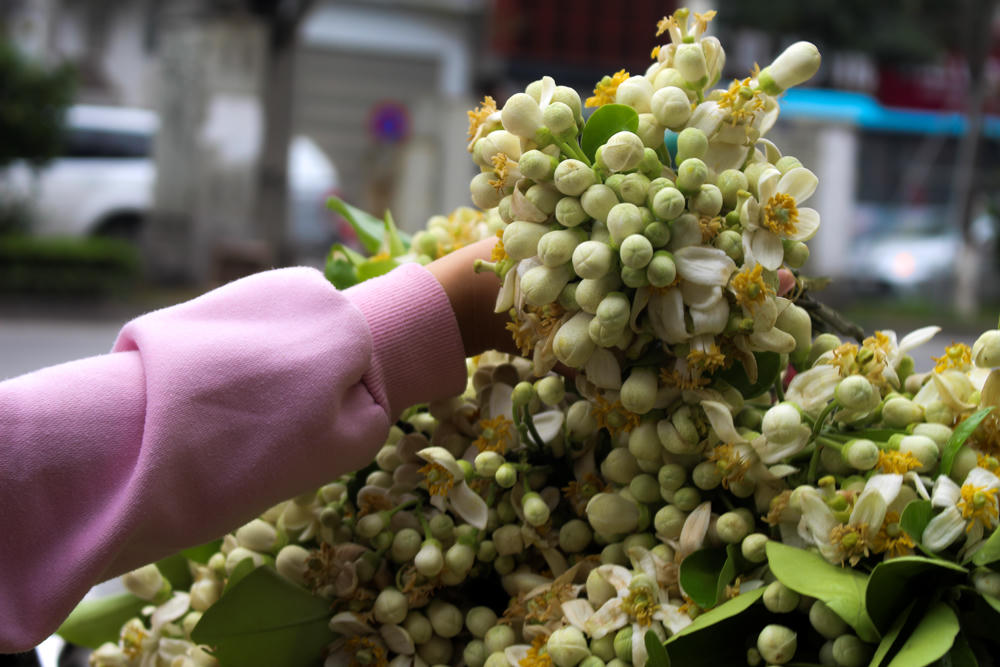 Nao lòng những gánh hoa bưởi mang hồn quê ra Hà Nội